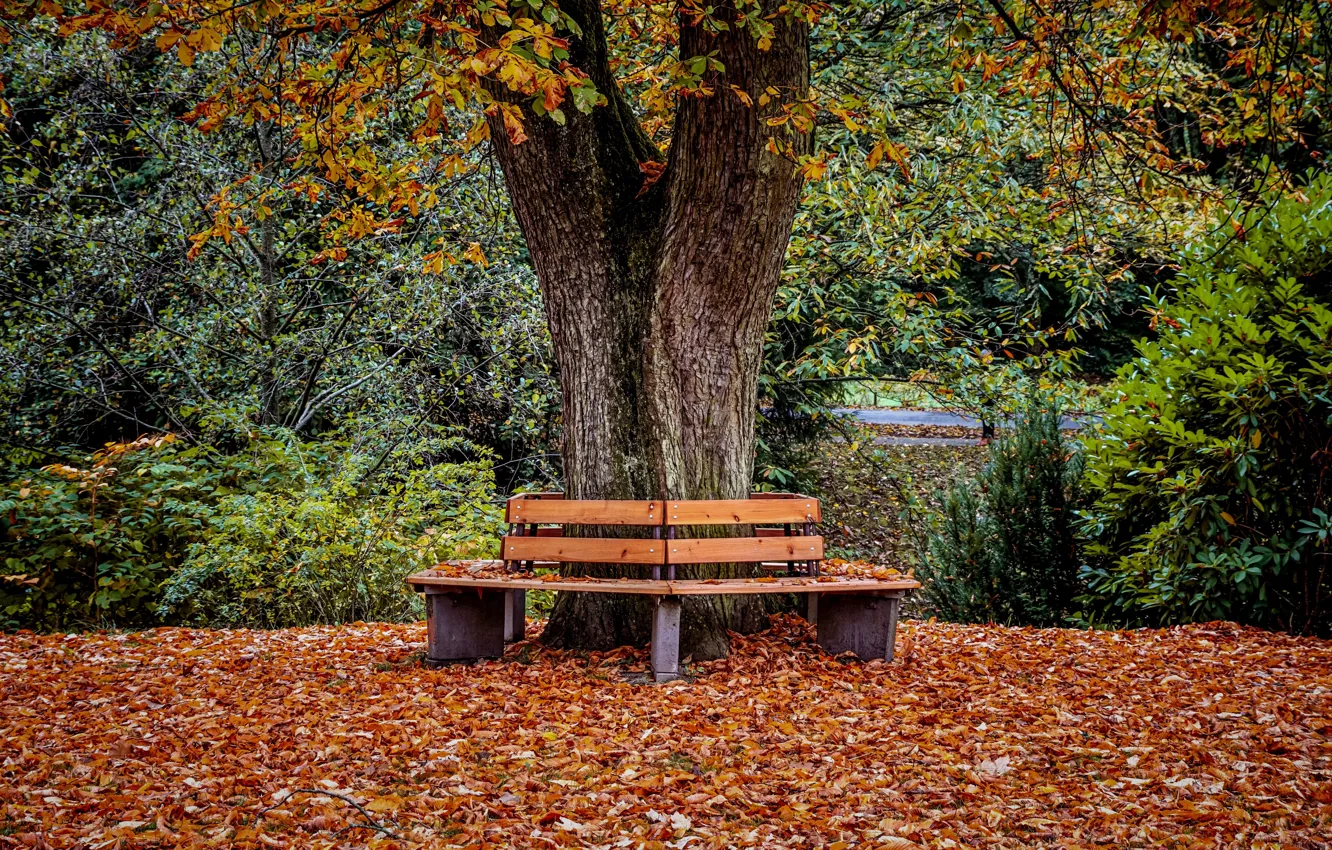 Photo wallpaper autumn, Park, foliage, bench