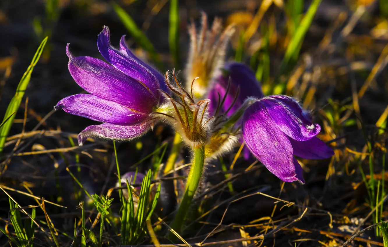 Photo wallpaper flowers, nature, plant, snowdrops, primrose, flora, sleep-grass