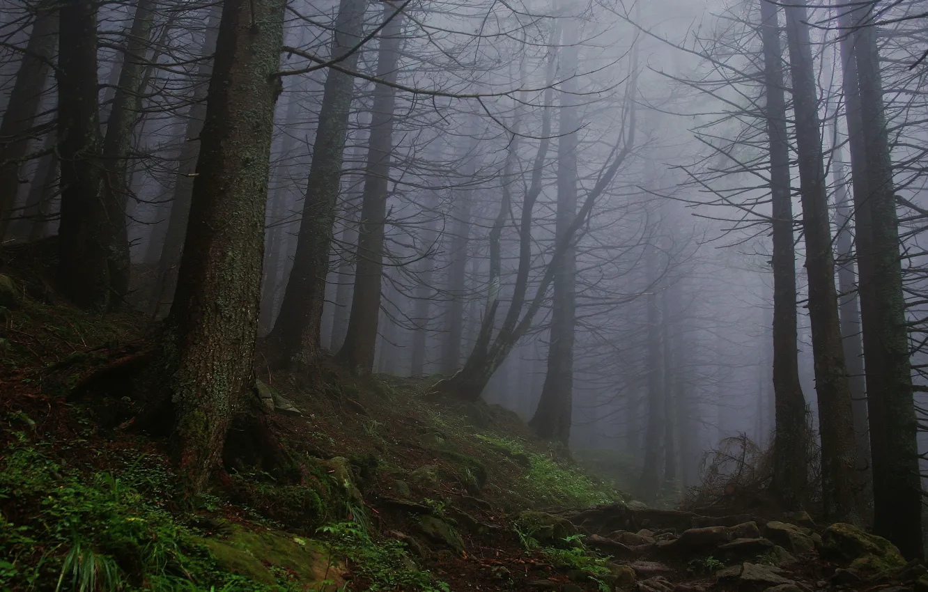 Photo wallpaper forest, trees, nature, fog
