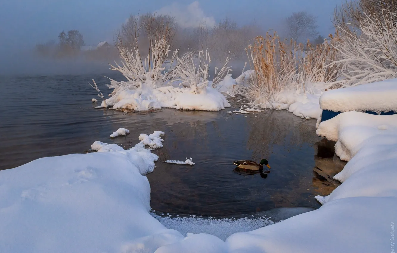 Photo wallpaper winter, water, snow, landscape, nature, fog, bird, duck