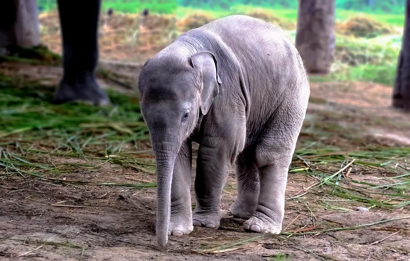 Photo wallpaper nature, elephant, baby, elephant