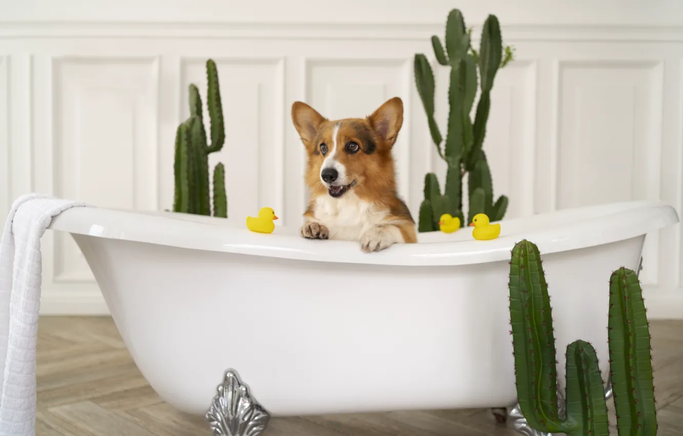 Photo wallpaper toy, dog, towel, cactus, bathing, bath, face, duck