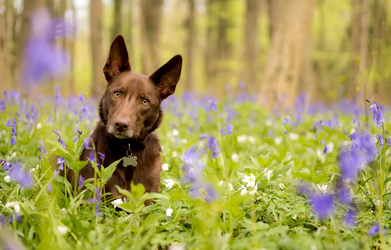 Photo wallpaper look, each, dog