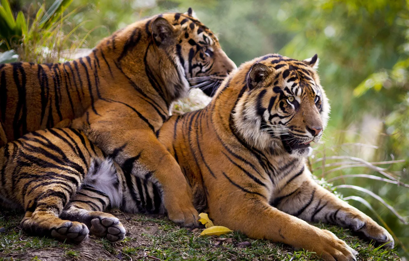 Photo wallpaper feelings, pair, tigers