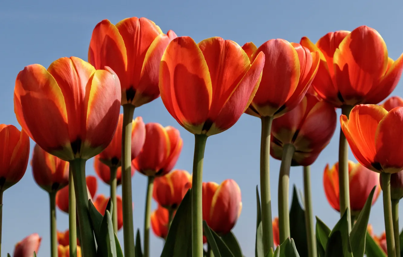 Photo wallpaper macro, tulips, buds, a lot