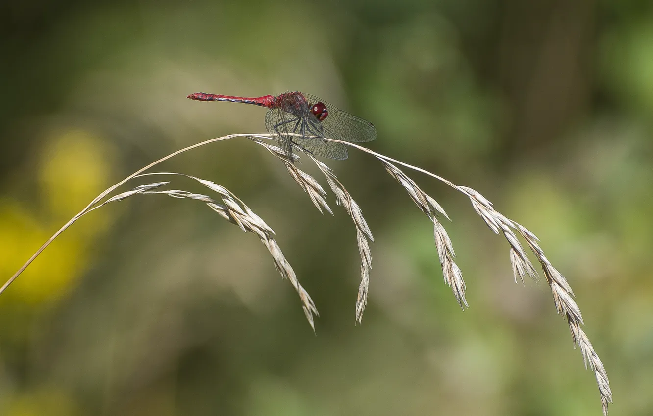 Photo wallpaper macro, background, dragonfly, a blade of grass
