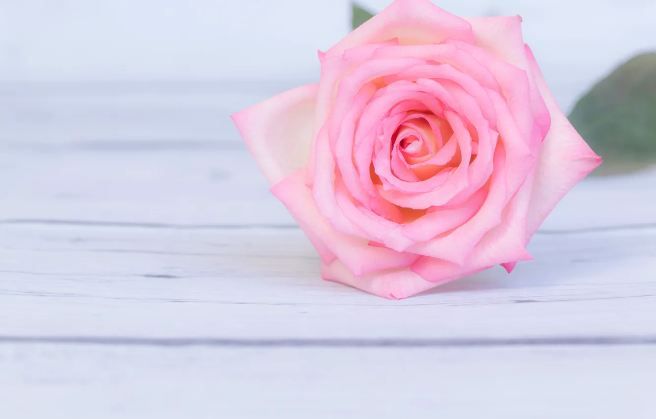 Photo wallpaper flower, pink, rose, rose, flower, wood, pink
