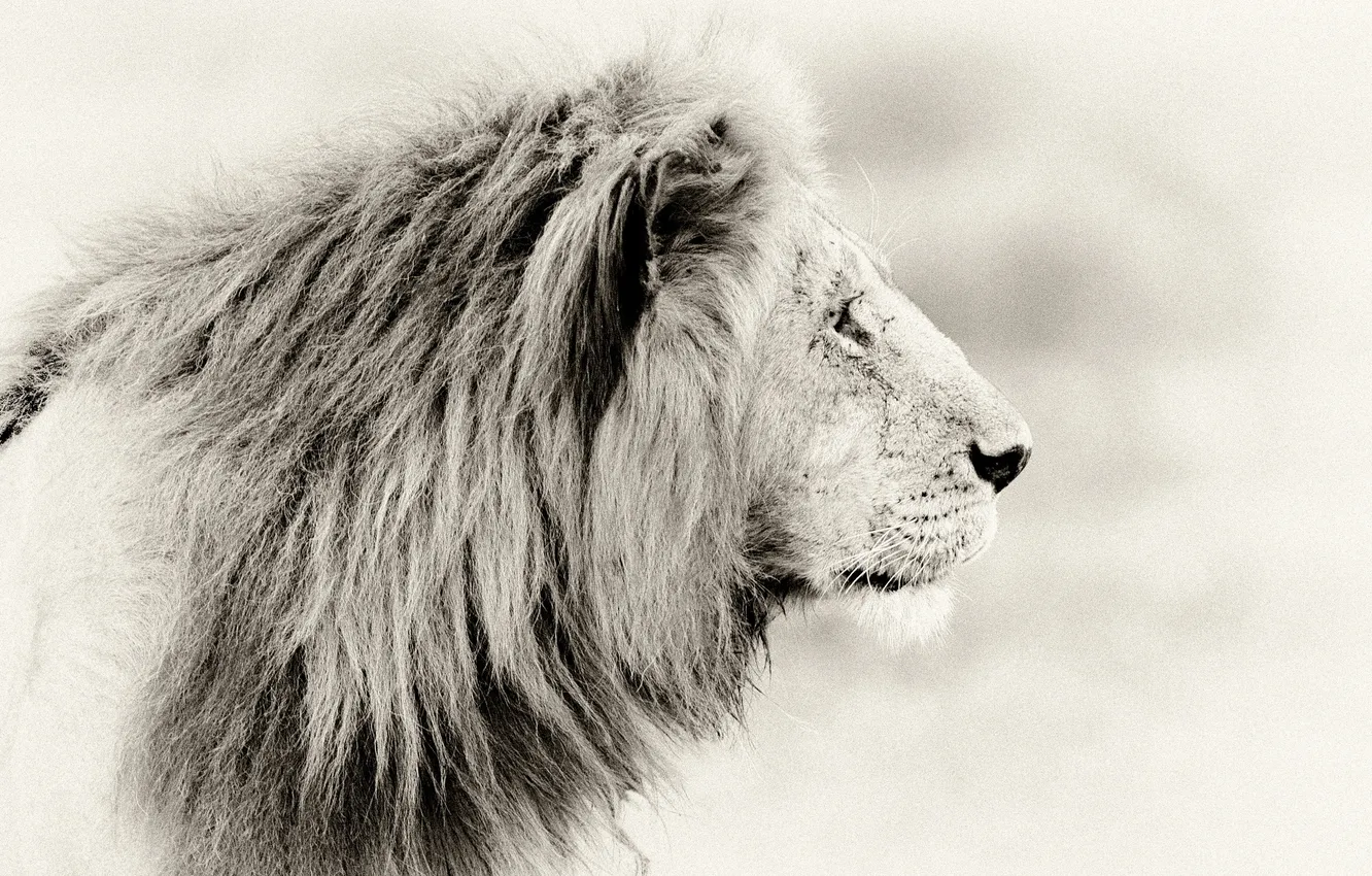 Photo wallpaper style, background, Leo