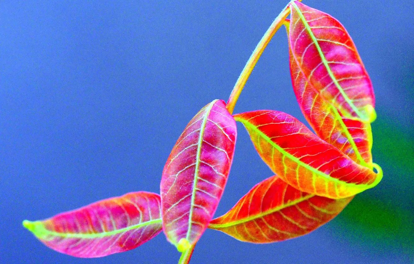 Photo wallpaper autumn, leaves, plant, color, branch