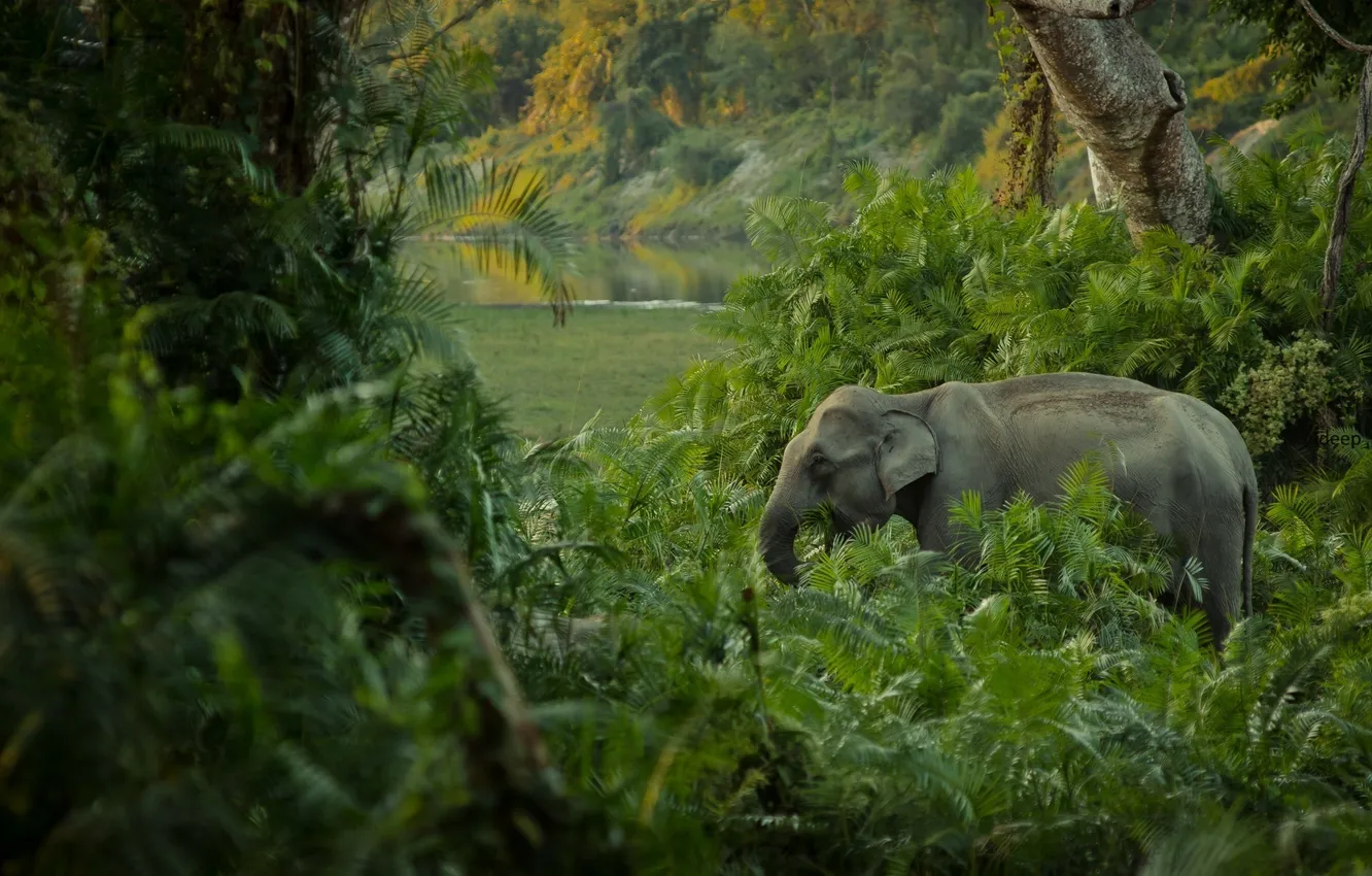 Photo wallpaper green, thickets, elephant, jungle