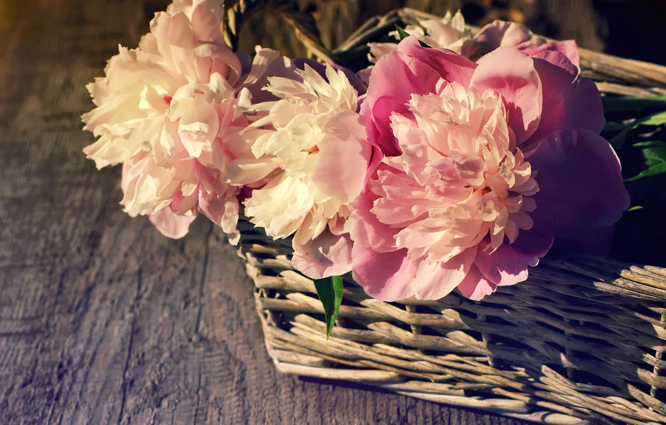 Photo wallpaper basket, pink, wood, pink, flowers, beautiful, peonies, peony