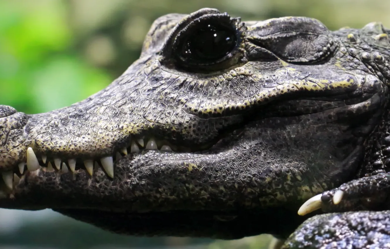 Photo wallpaper crocodile, teeth, breeding, black eye