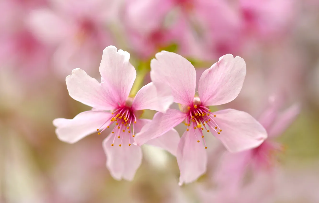 Photo wallpaper flowers, nature, paint, petals