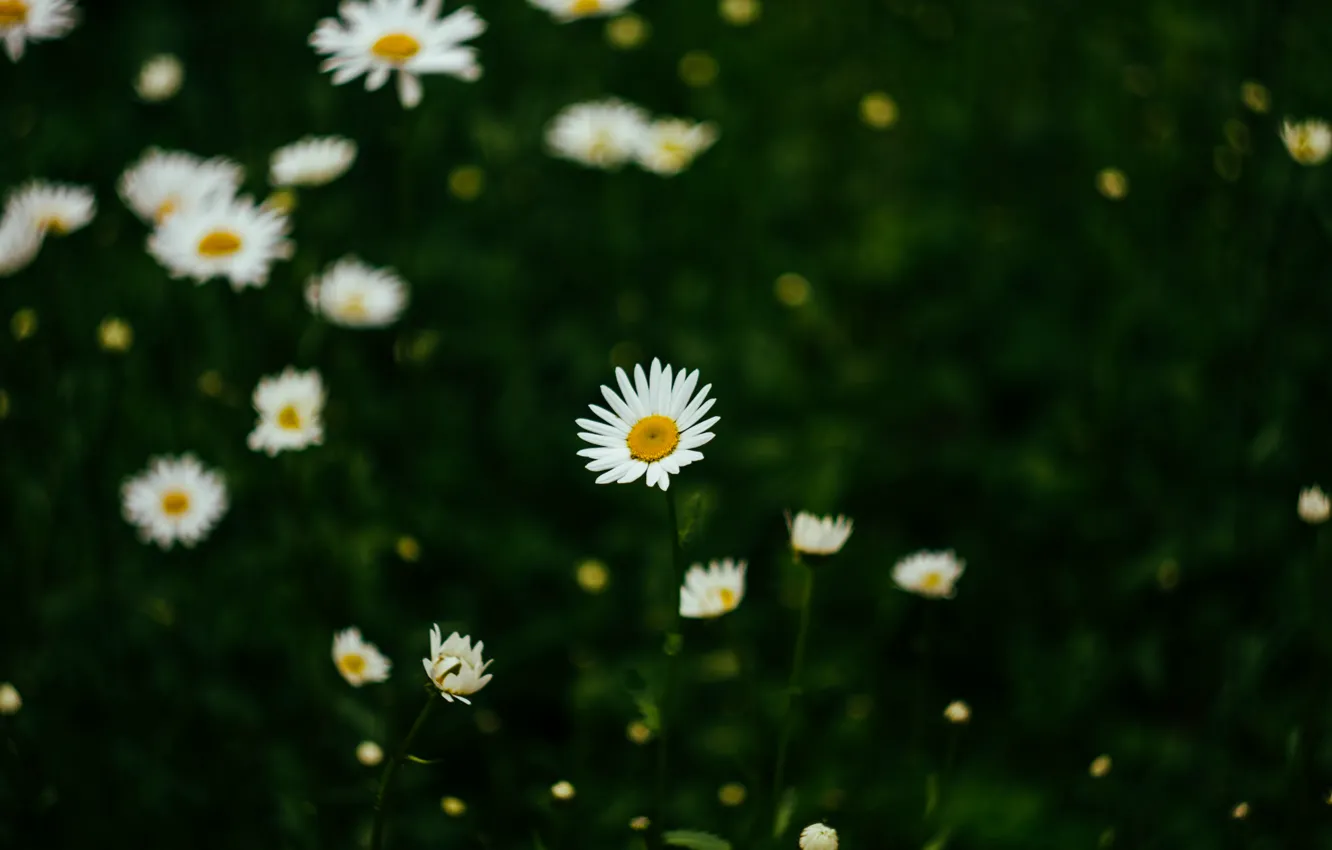 Photo wallpaper field, summer, flowers, chamomile, summer, field, flowers, chamomile