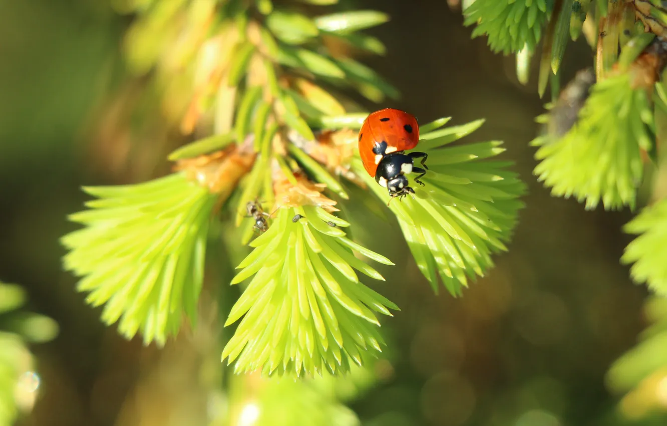 Photo wallpaper red, insect, ladybird
