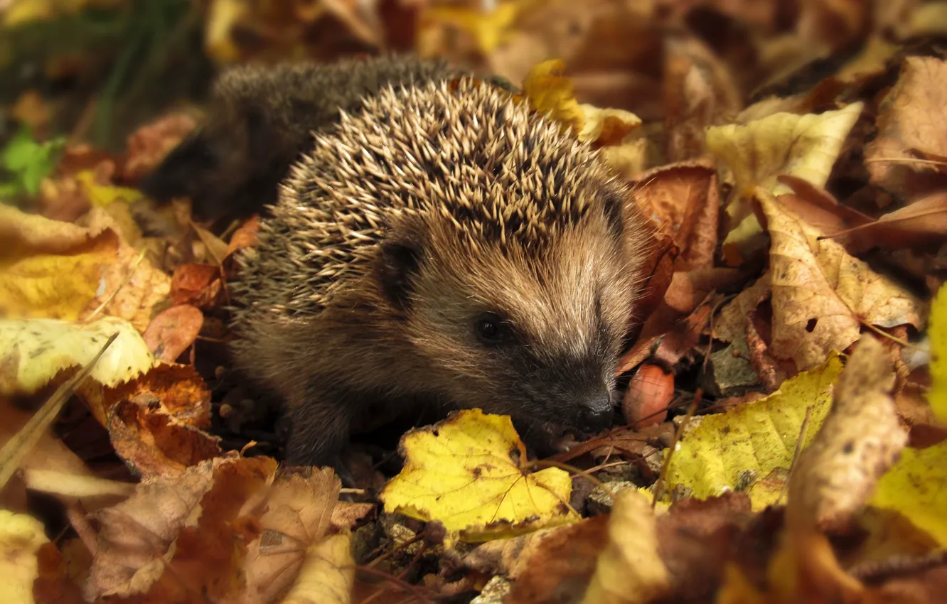 Photo wallpaper autumn, hedgehog, autumn forest, yellow leaves