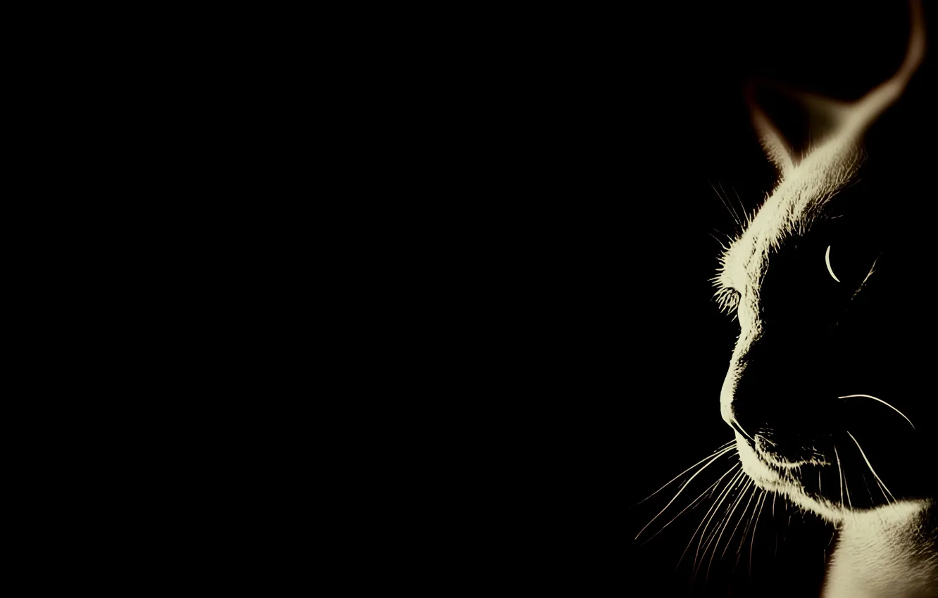 Photo wallpaper cat, light, shadow