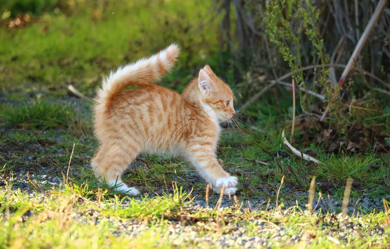 Photo wallpaper grass, pose, baby, red, kitty