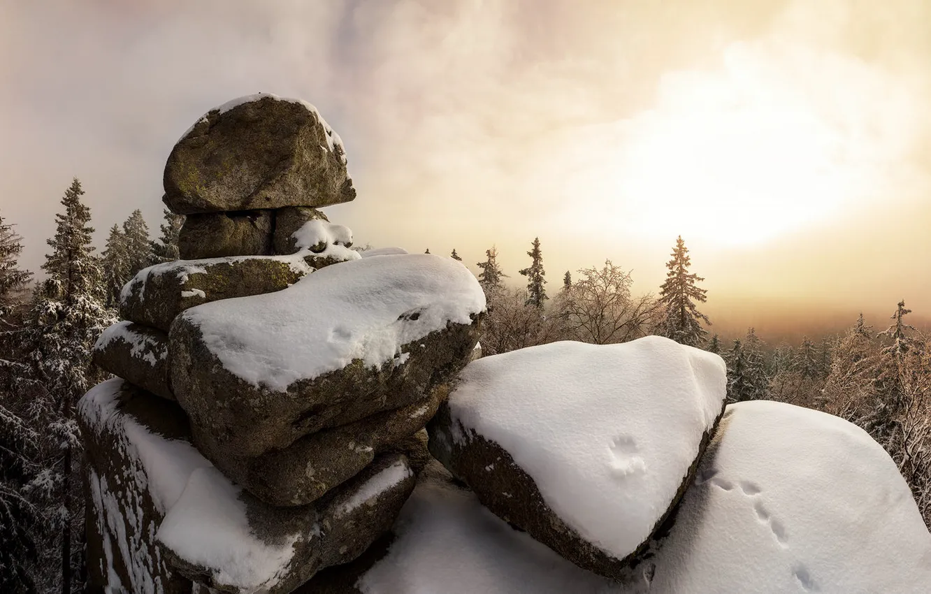 Photo wallpaper winter, forest, the sky, the sun, clouds, light, snow, fog