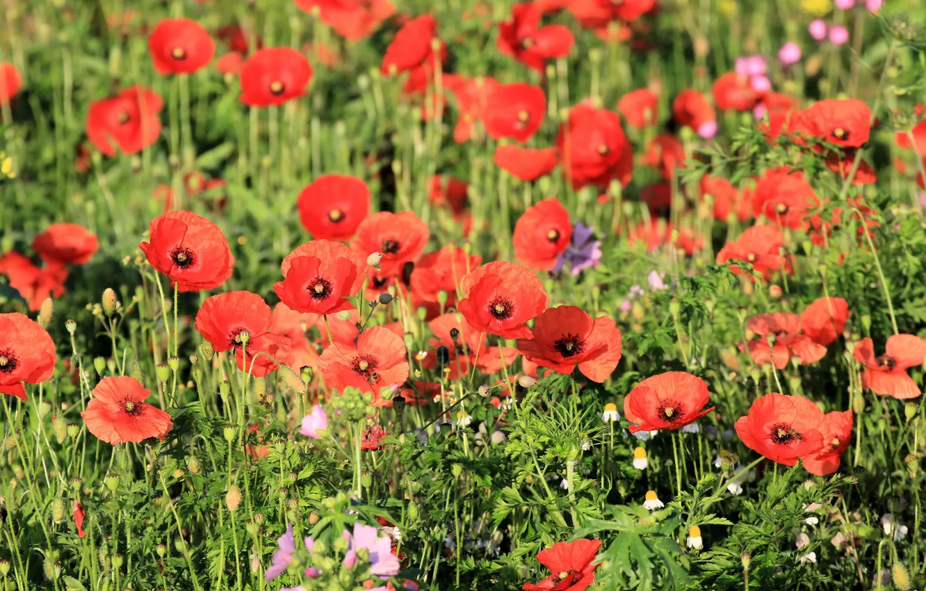 Photo wallpaper greens, summer, flowers, red, glade, Maki, chamomile, bokeh