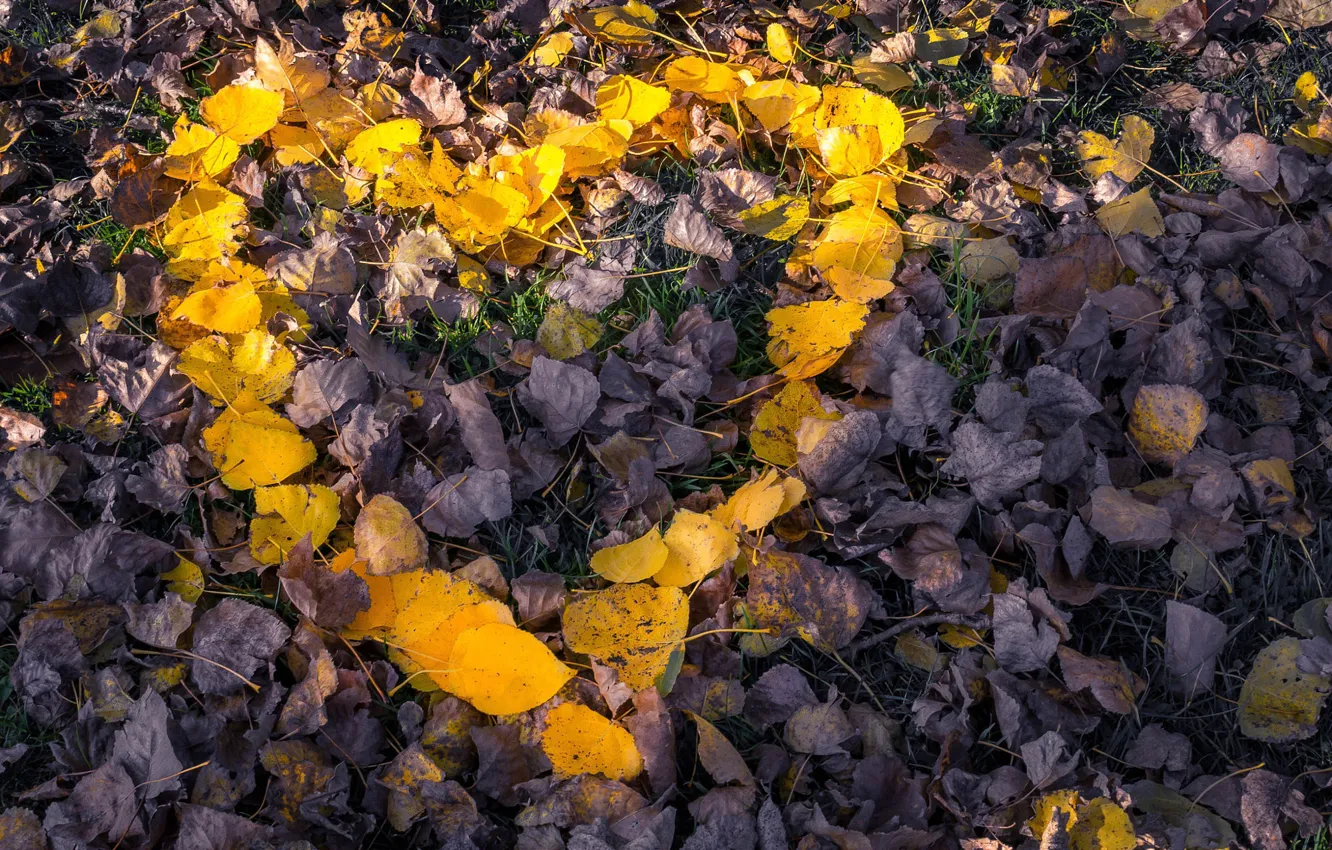 Photo wallpaper autumn, leaves, yellow, foliage, heart