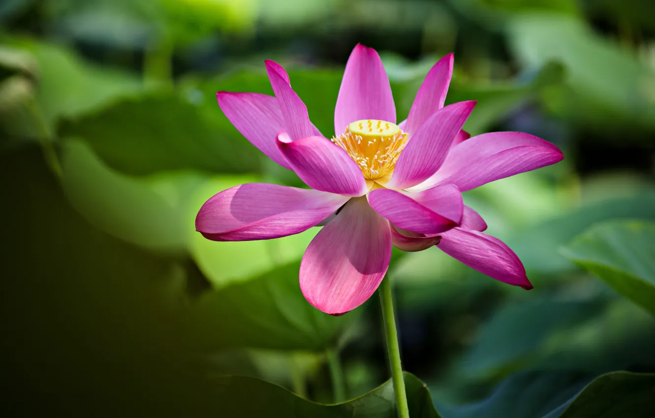Photo wallpaper leaves, flowers, green, background, petals, stem, Lotus, pink