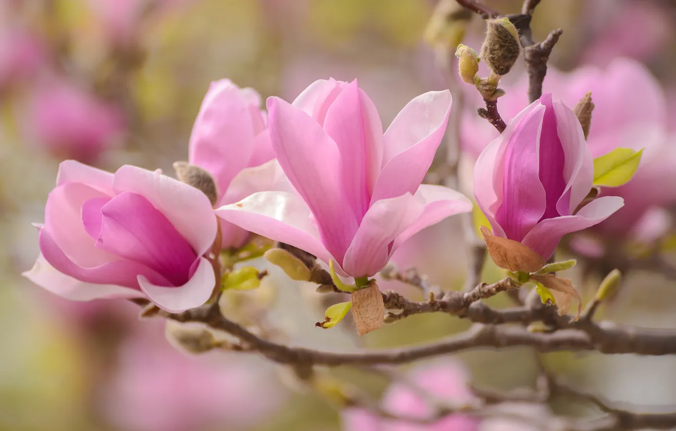 Photo wallpaper macro, pink, branch, spring, Magnolia