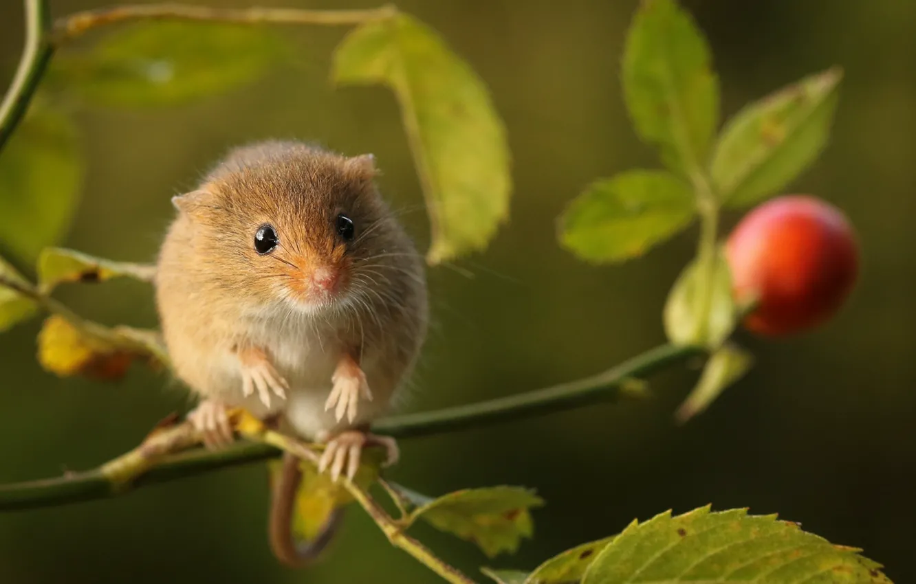 Photo wallpaper branches, berries, mouse