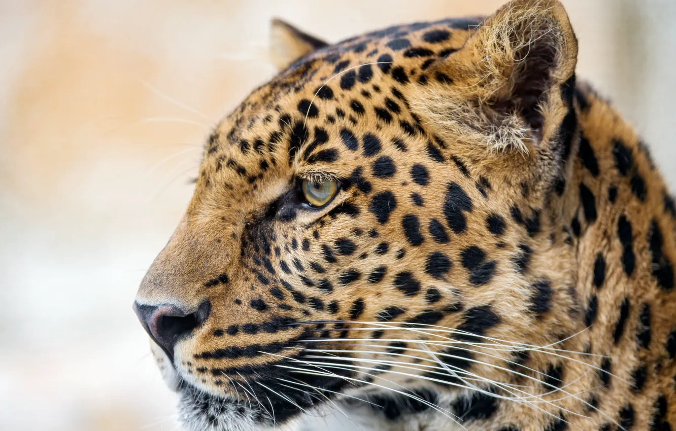 Photo wallpaper face, portrait, profile, orange Leopard close-up photo, Paedy