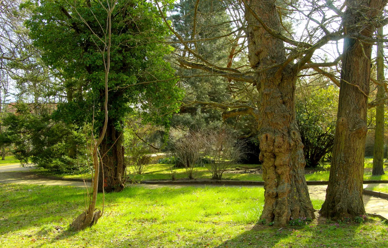Photo wallpaper green, grass, trees, park