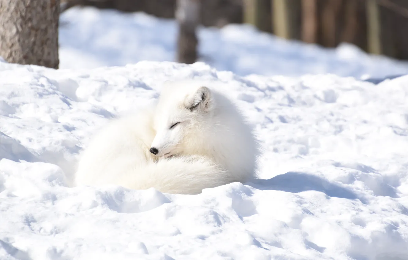 Photo wallpaper winter, forest, light, snow, trees, sleep, shadow, sleeping
