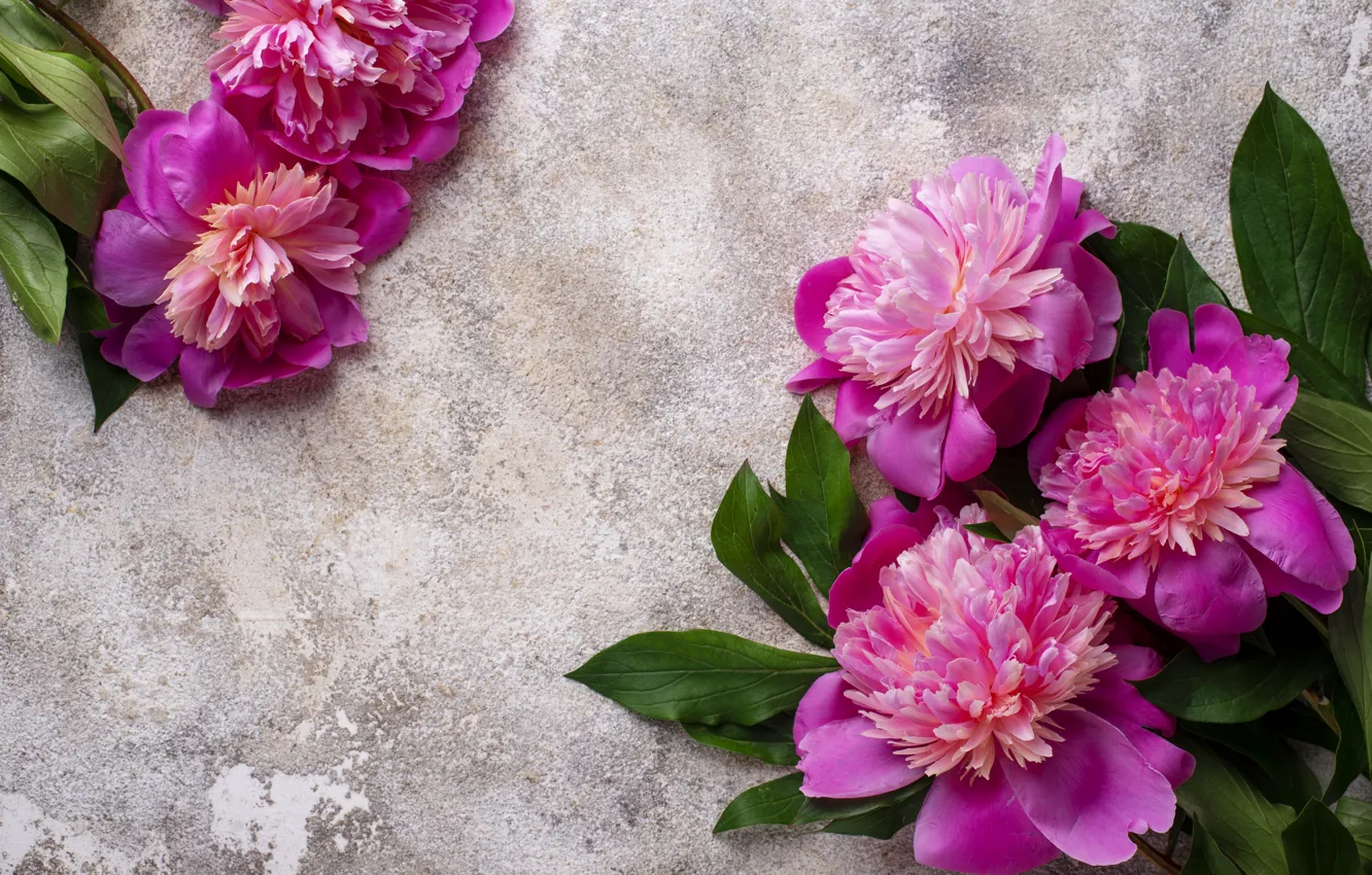 Photo wallpaper flowers, pink, pink, flowers, peonies, peonies