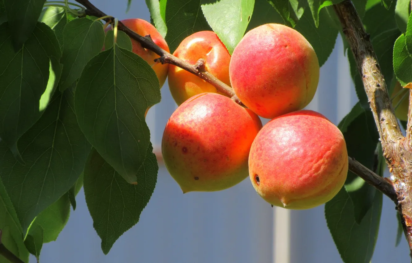 Photo wallpaper Summer 2018, fruit, Meduzanol ©, apricots