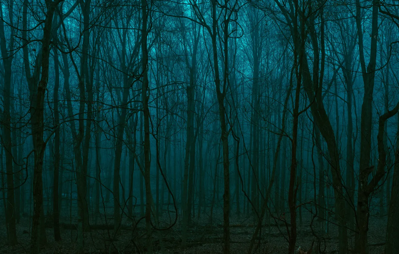 Photo wallpaper forest, trees, nature, dark, twilight