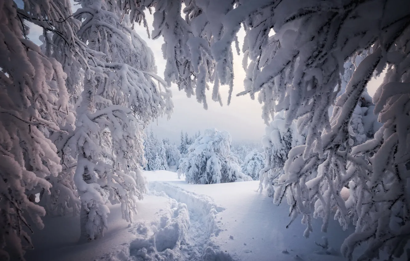Photo wallpaper winter, snow, trees, landscape, branches, nature, path, Elena Sokolova