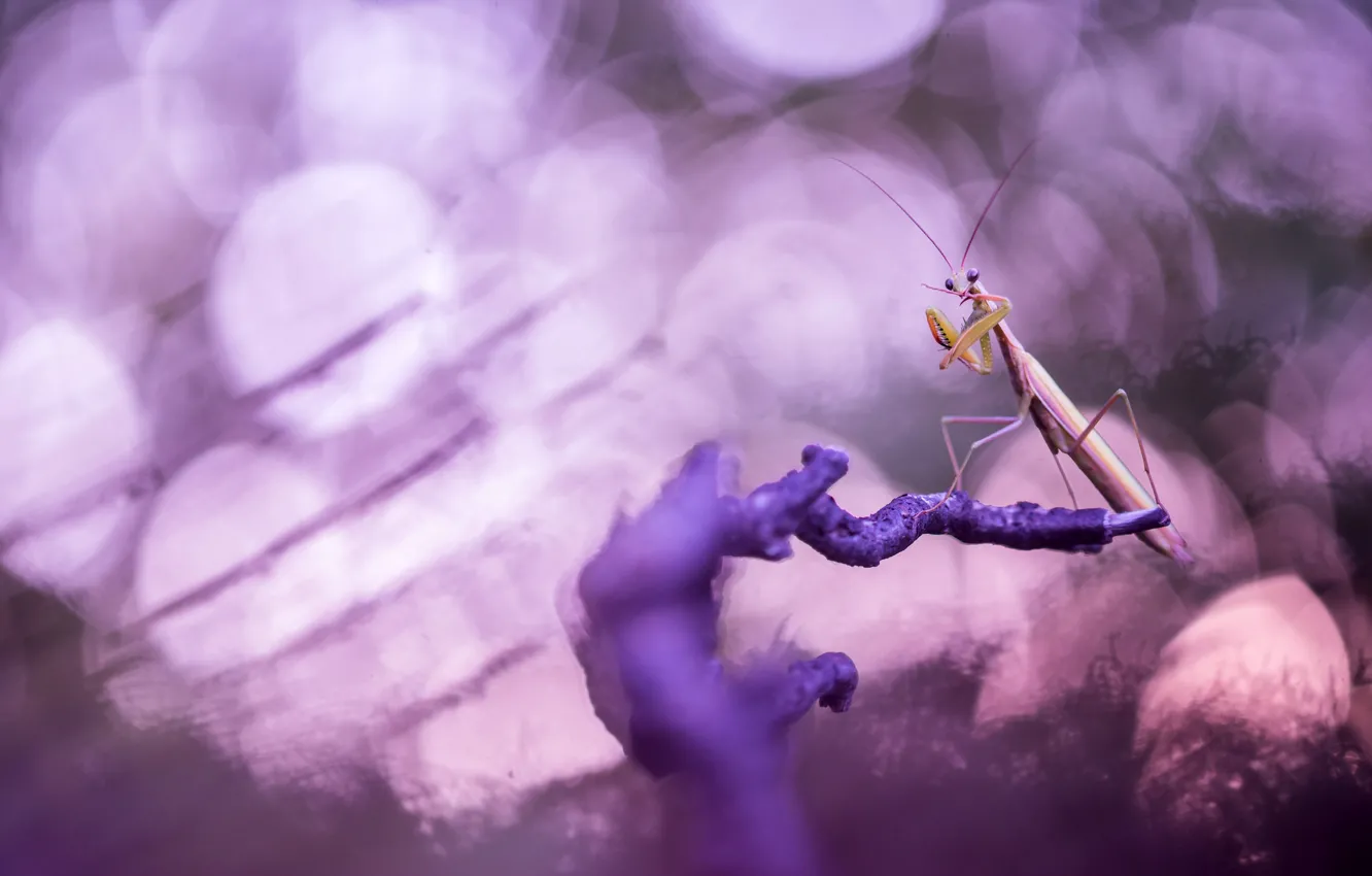 Photo wallpaper nature, background, color, insect