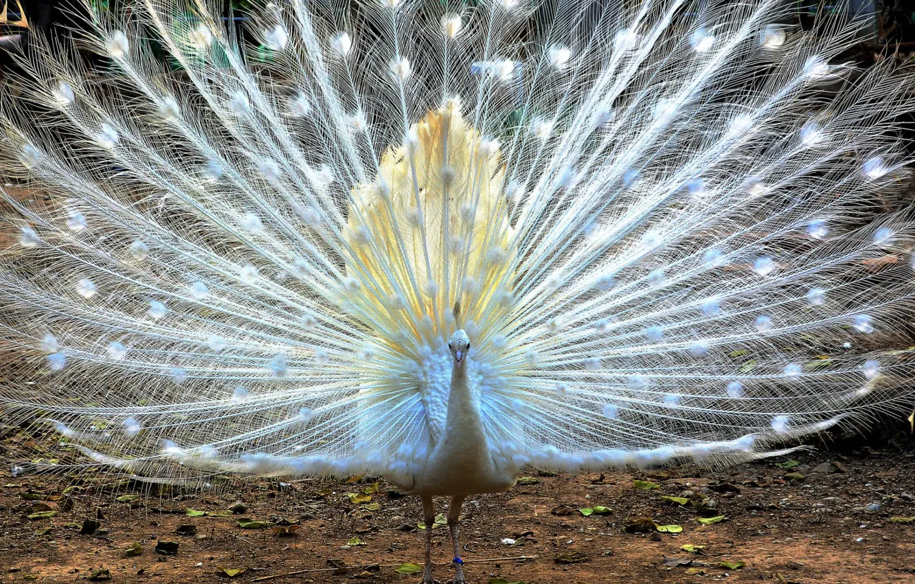 Photo wallpaper white, bird, feathers, fan, tail, peacock
