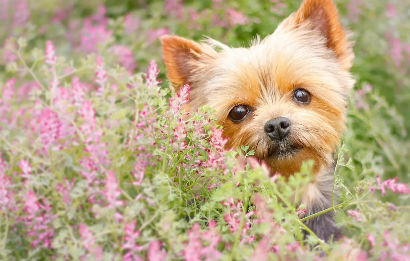 Photo wallpaper look, flowers, dog, face, York, Yorkshire Terrier