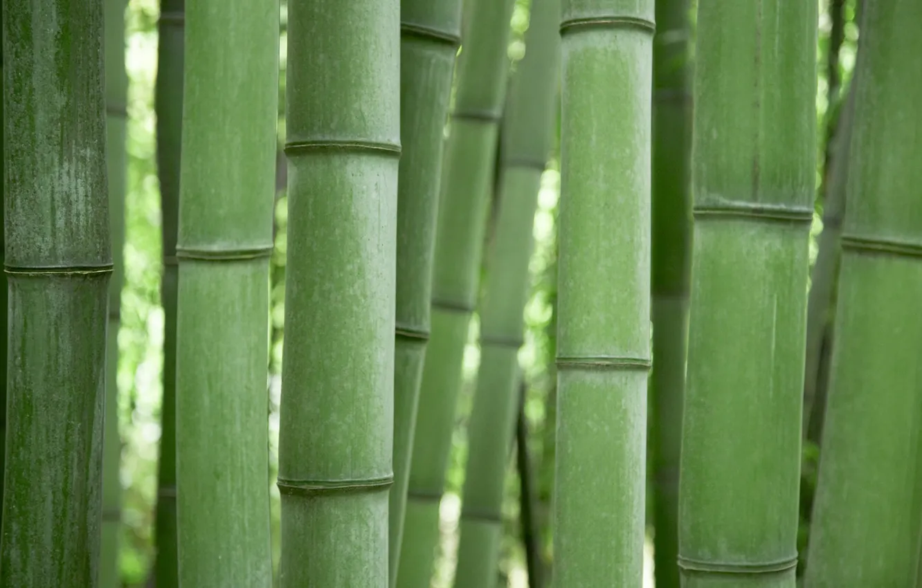 Photo wallpaper bamboo, Green