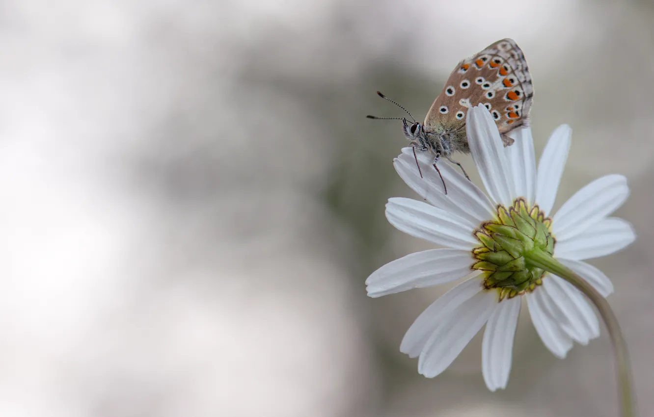 Photo wallpaper white, flower, macro, butterfly, petals, Daisy, insect, light background