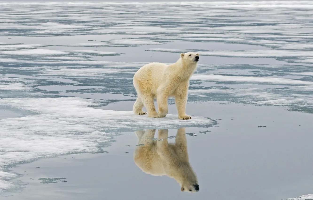 Photo wallpaper water, reflection, ice, polar bear, North