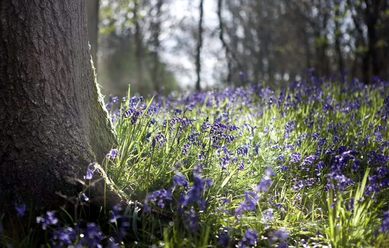 Photo wallpaper trees, flowers, nature