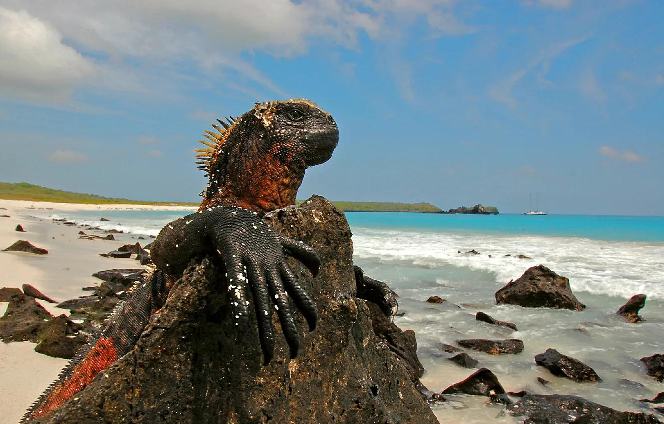 Photo wallpaper stones, lizard, The Galapagos Islands, Marine iguana