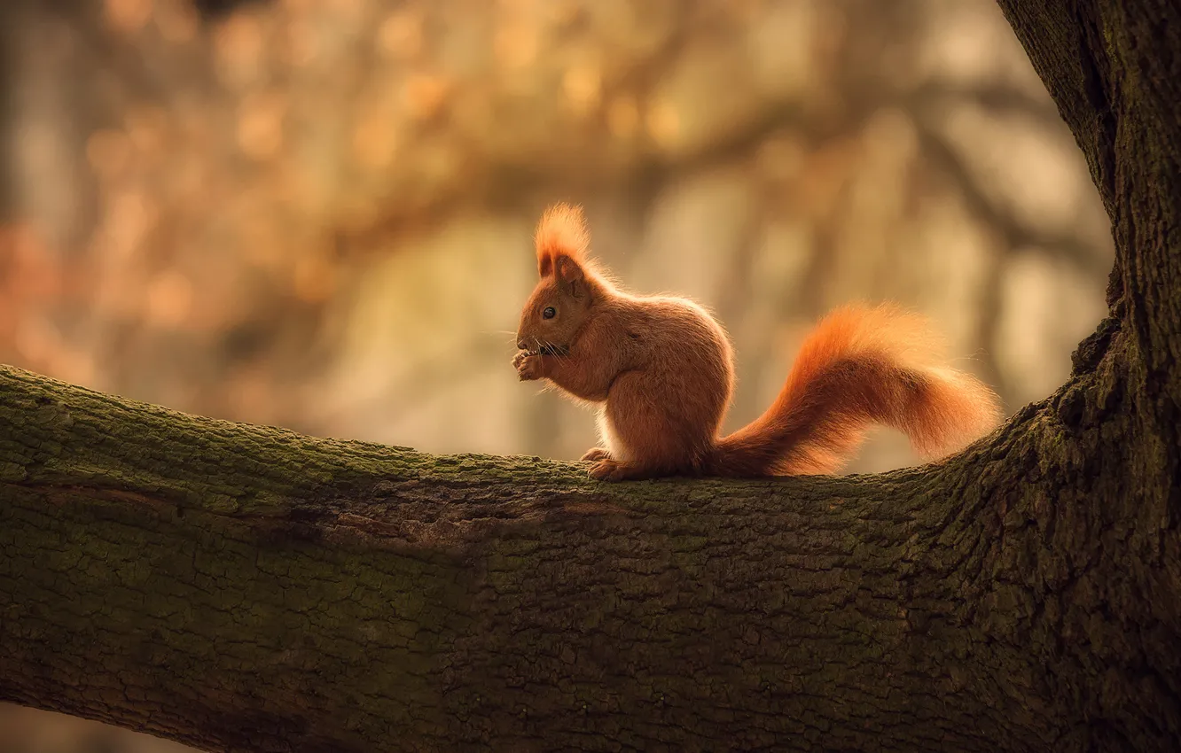 Photo wallpaper trees, branches, protein