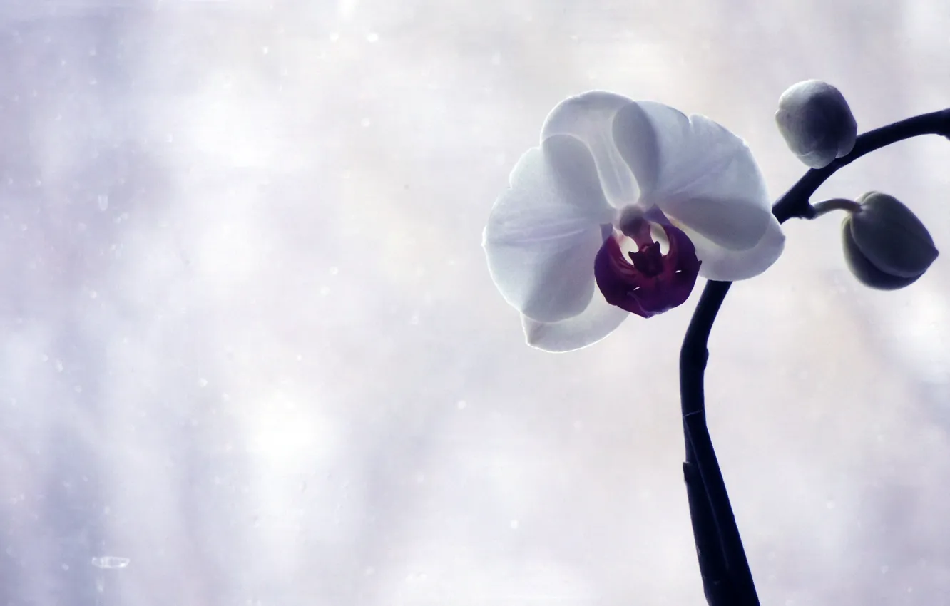 Photo wallpaper flowers, photo, Orchid