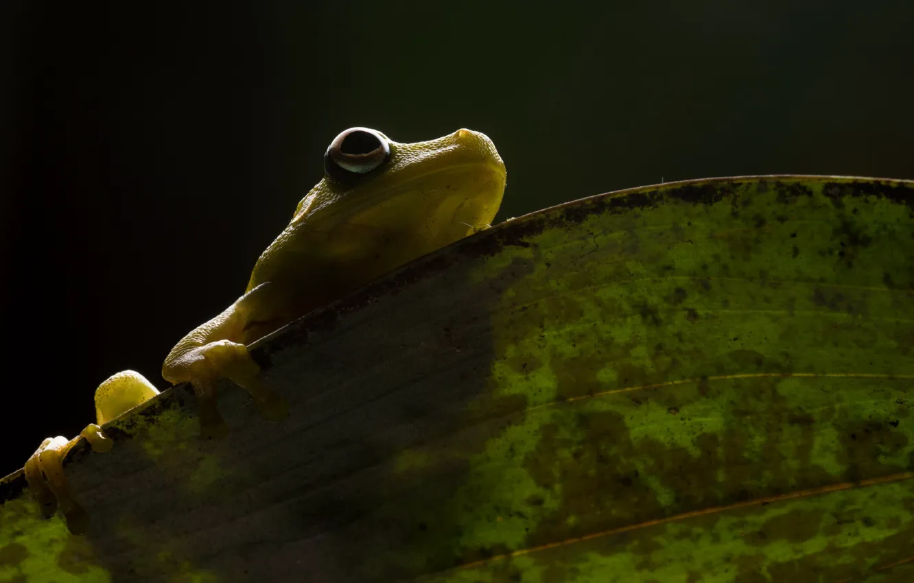 Photo wallpaper nature, Demerara Falls tree frog, Hypsiboas cinerascens