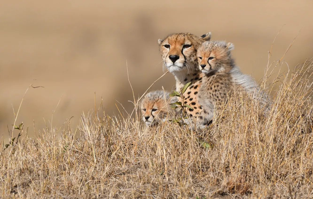 Photo wallpaper grass, Cheetah, Africa, dry, cheetahs
