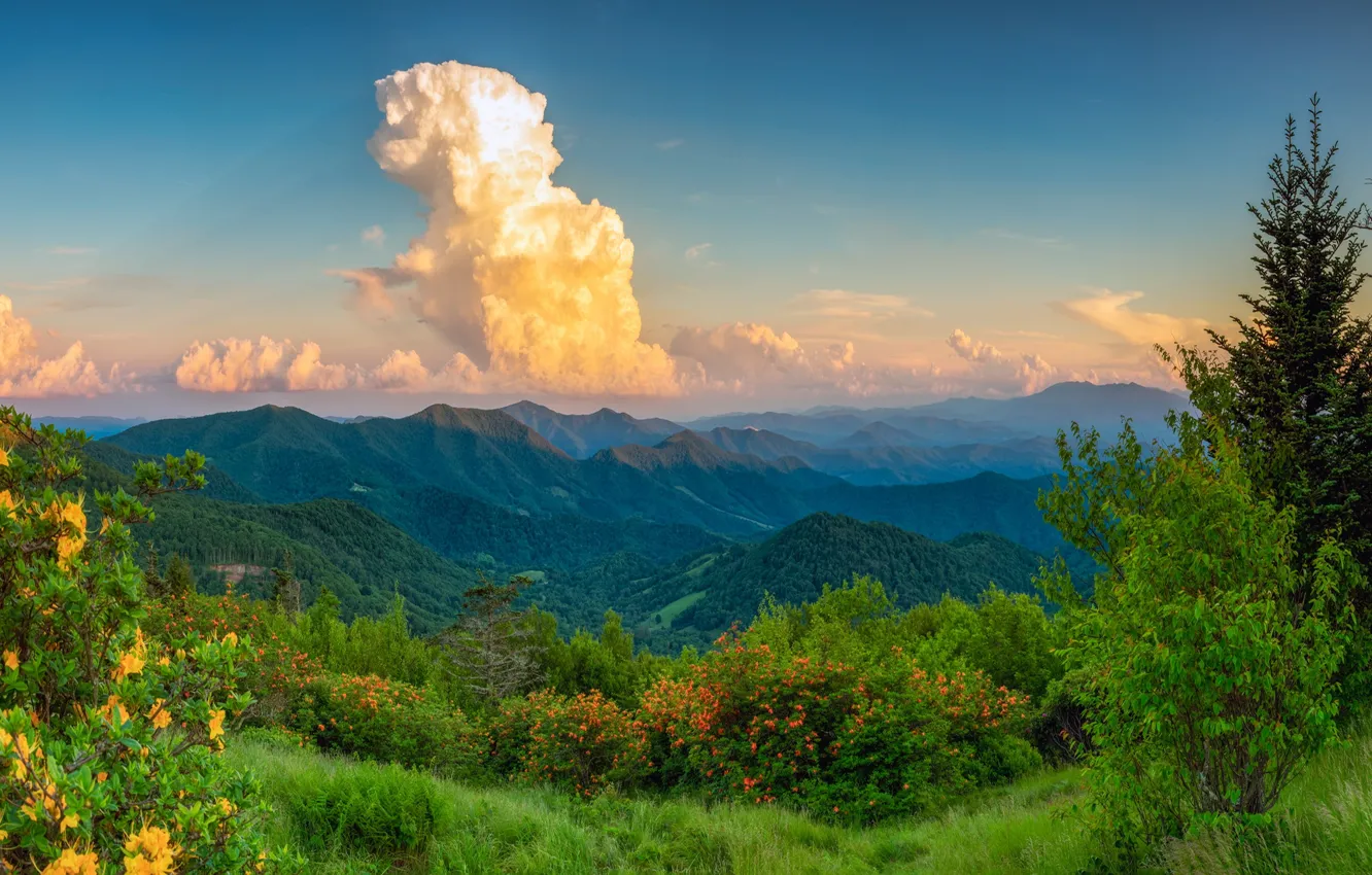 Photo wallpaper forest, the sky, clouds, flowers, mountains, view, dal, the bushes