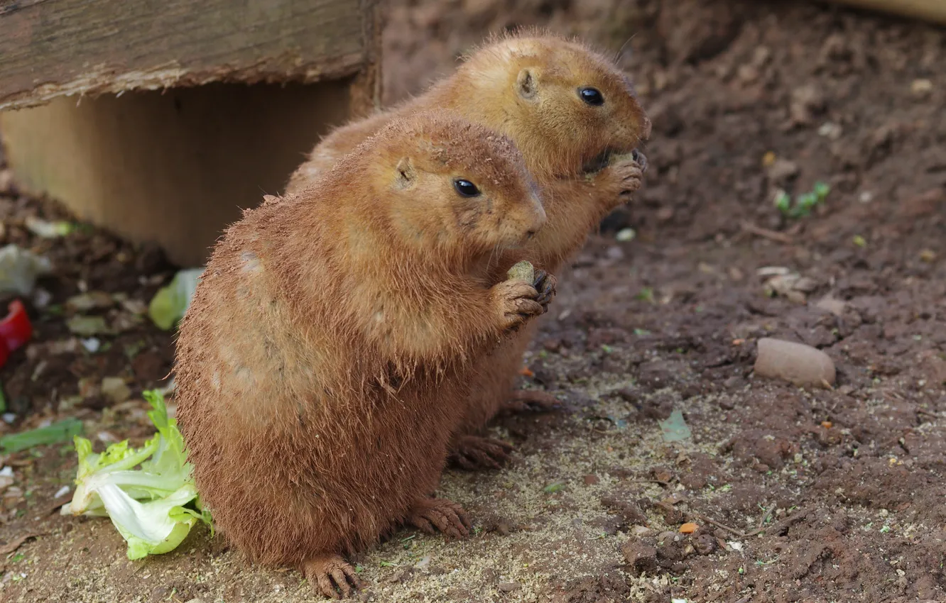 Photo wallpaper animal, sweetheart, hamster