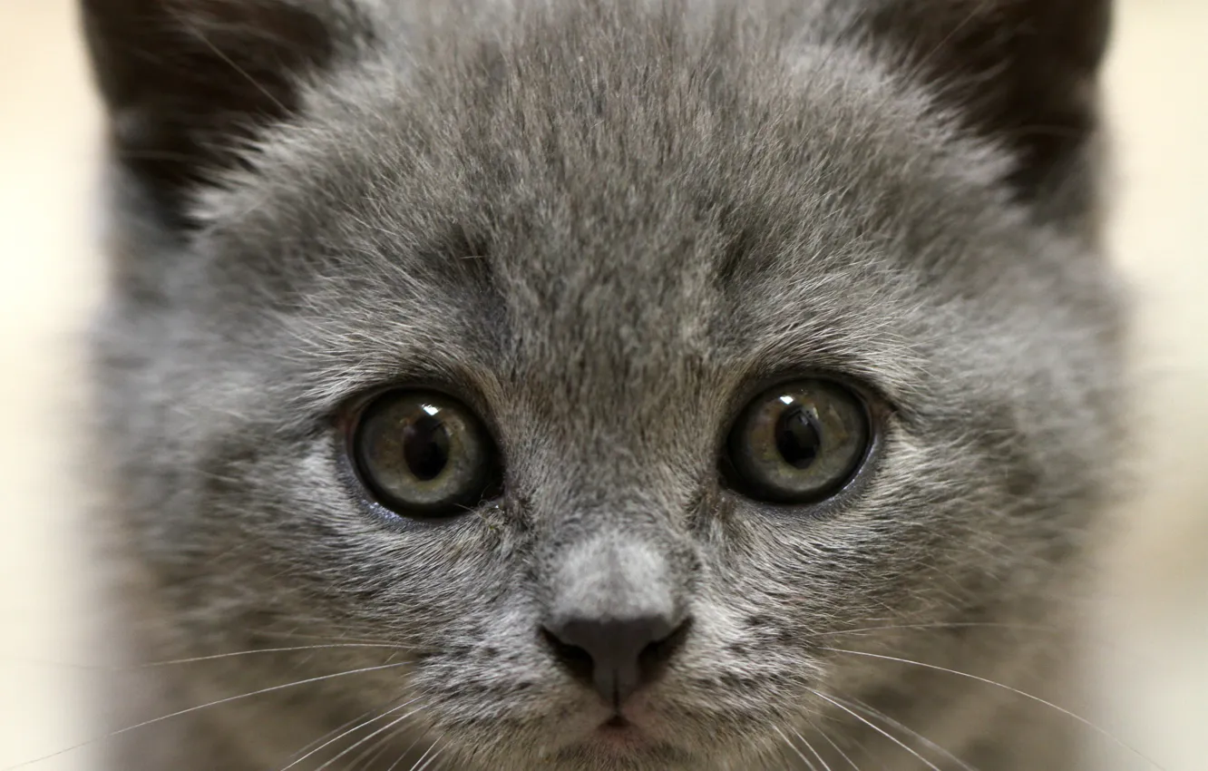 Photo wallpaper eyes, look, kitty